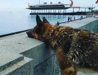 В Ялте пёс Мухтар 12 лет ждал погибшего хозяина